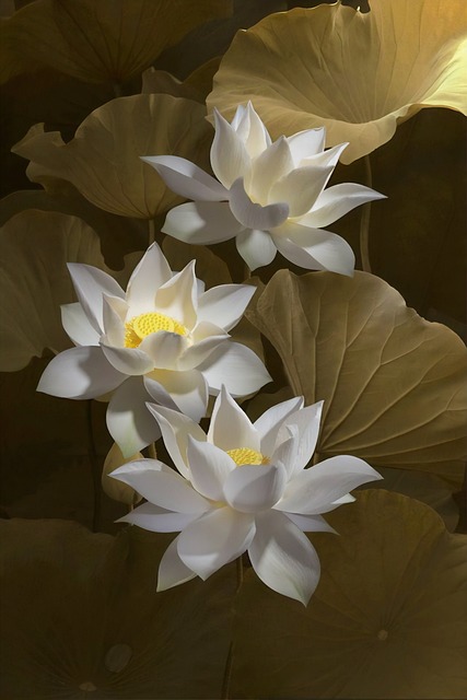 lotus, flowers, beautiful flowers, lotus flowers, white lotus, white flowers, petals, white petals, bloom, blossom, flower background, aquatic plants, flower wallpaper, flora, nature